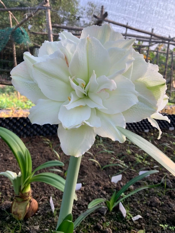 朱顶红重瓣北极铃声