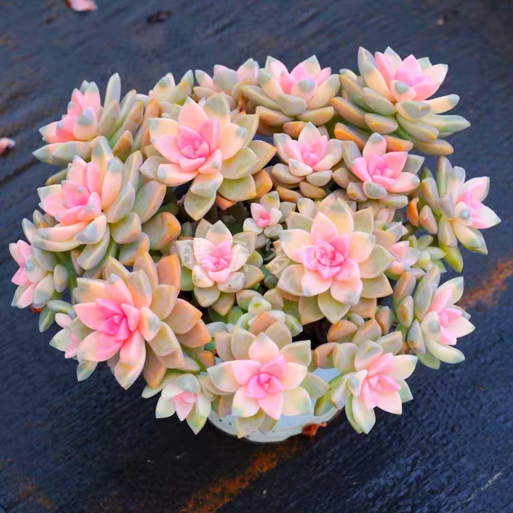 T【超大盆老桩樱花】 室内好养不褪色  耐旱耐冻带盆云南种植包售后