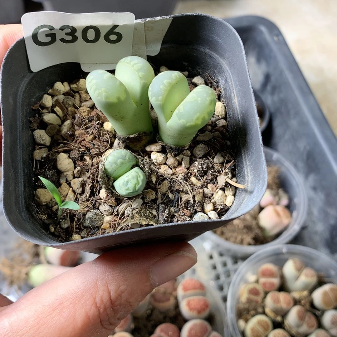 G306多肉植物保护研究所