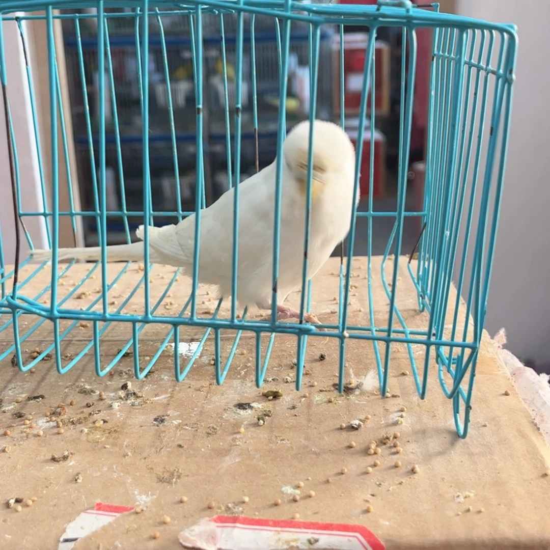 虎皮鹦鹉我的小姐姐