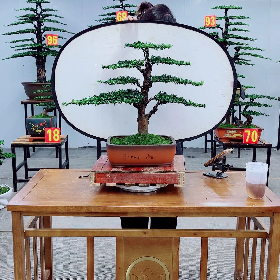 无花朵直播间一物一拍