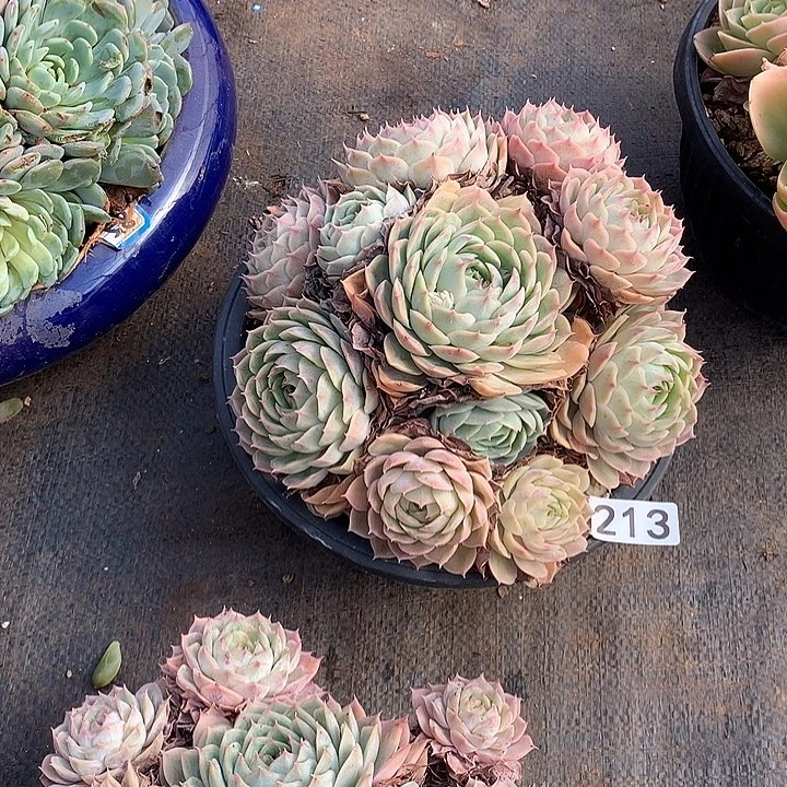 213昂斯诺 一物一拍多肉