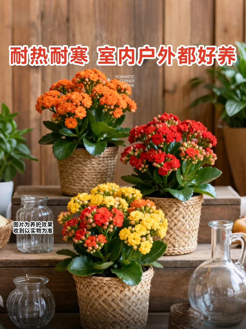 精品长寿盆栽低价处理，四盆一组