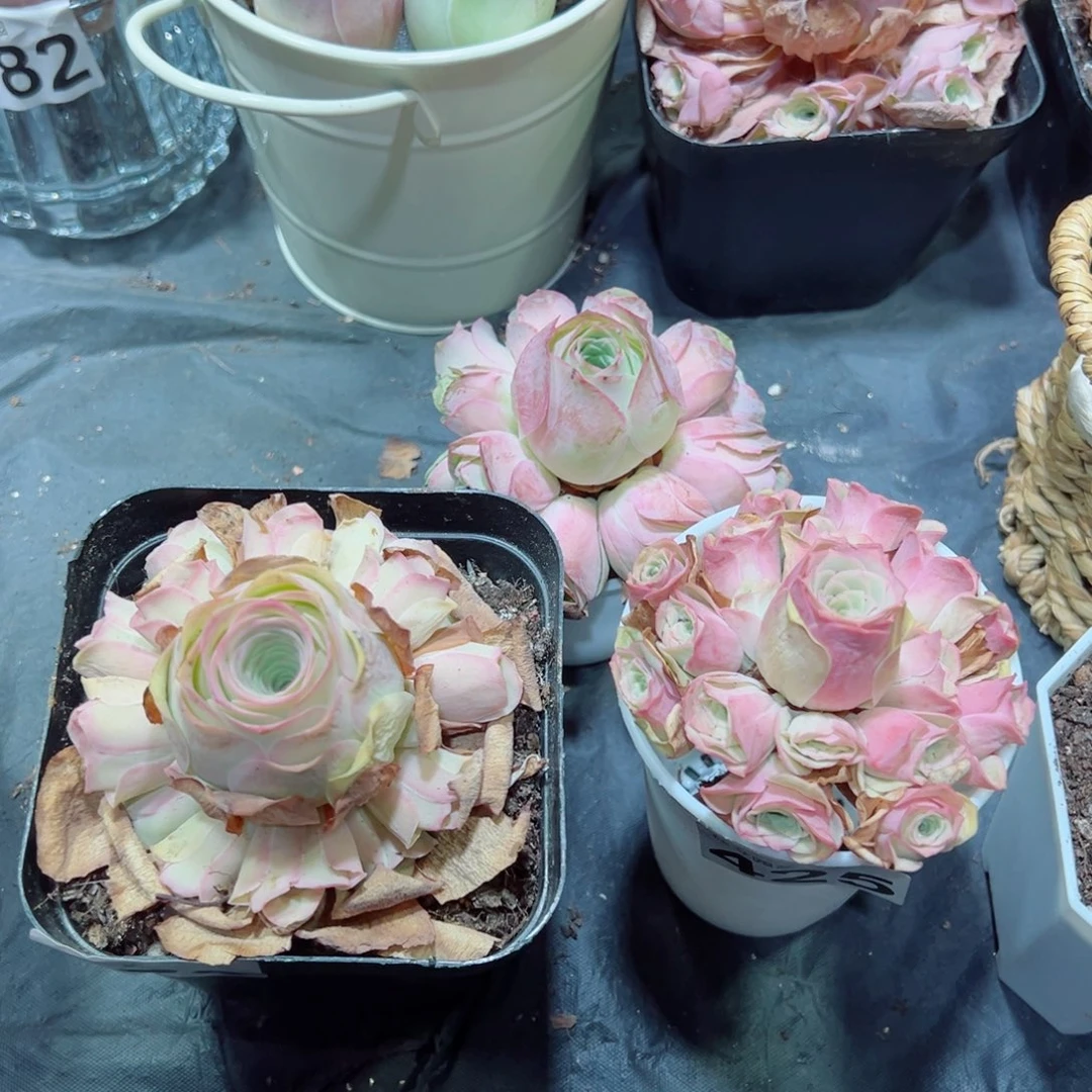 @***欢279蜜桃仙子➕粉梦➕草莓慕斯