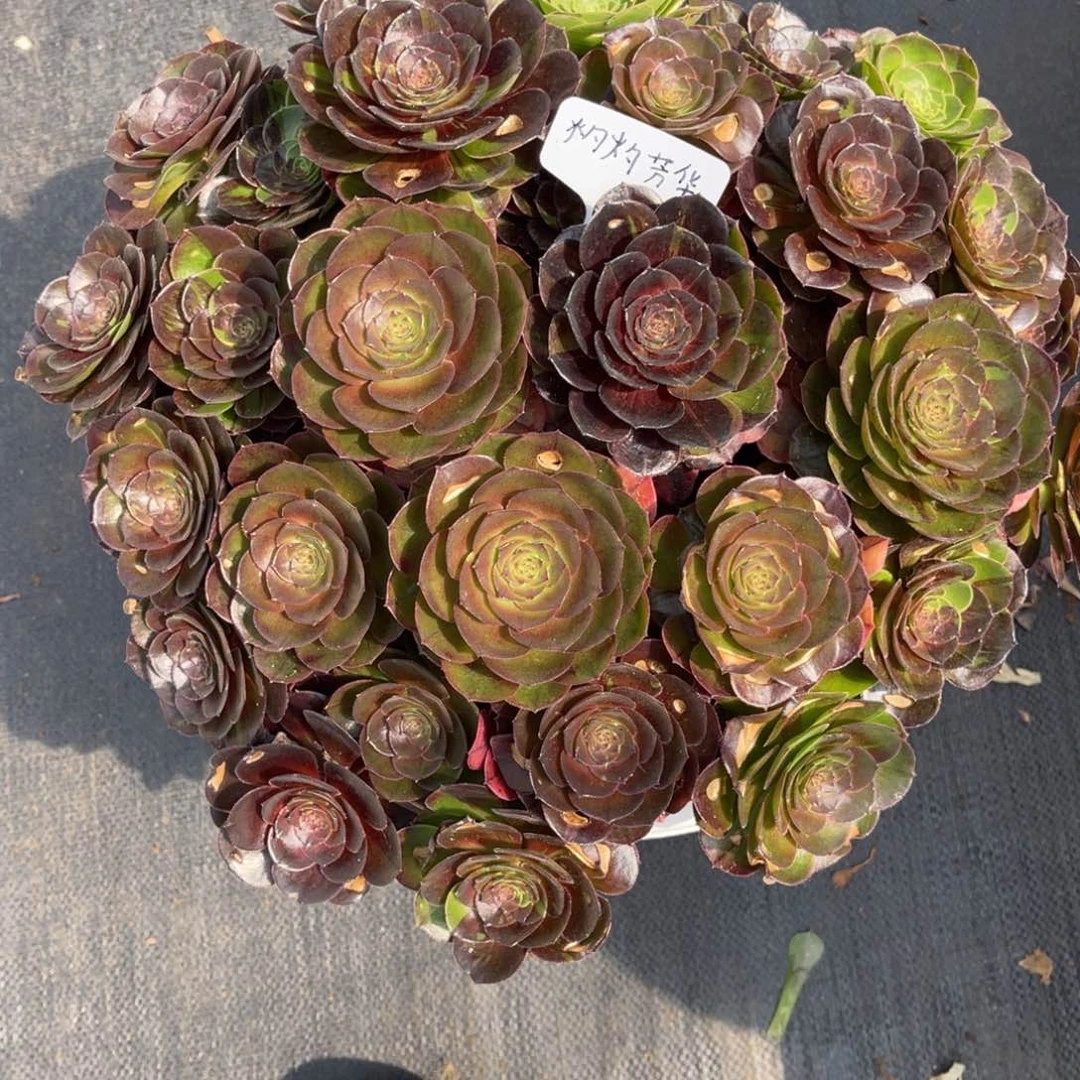 灼**华花月夜，一物一拍，物流