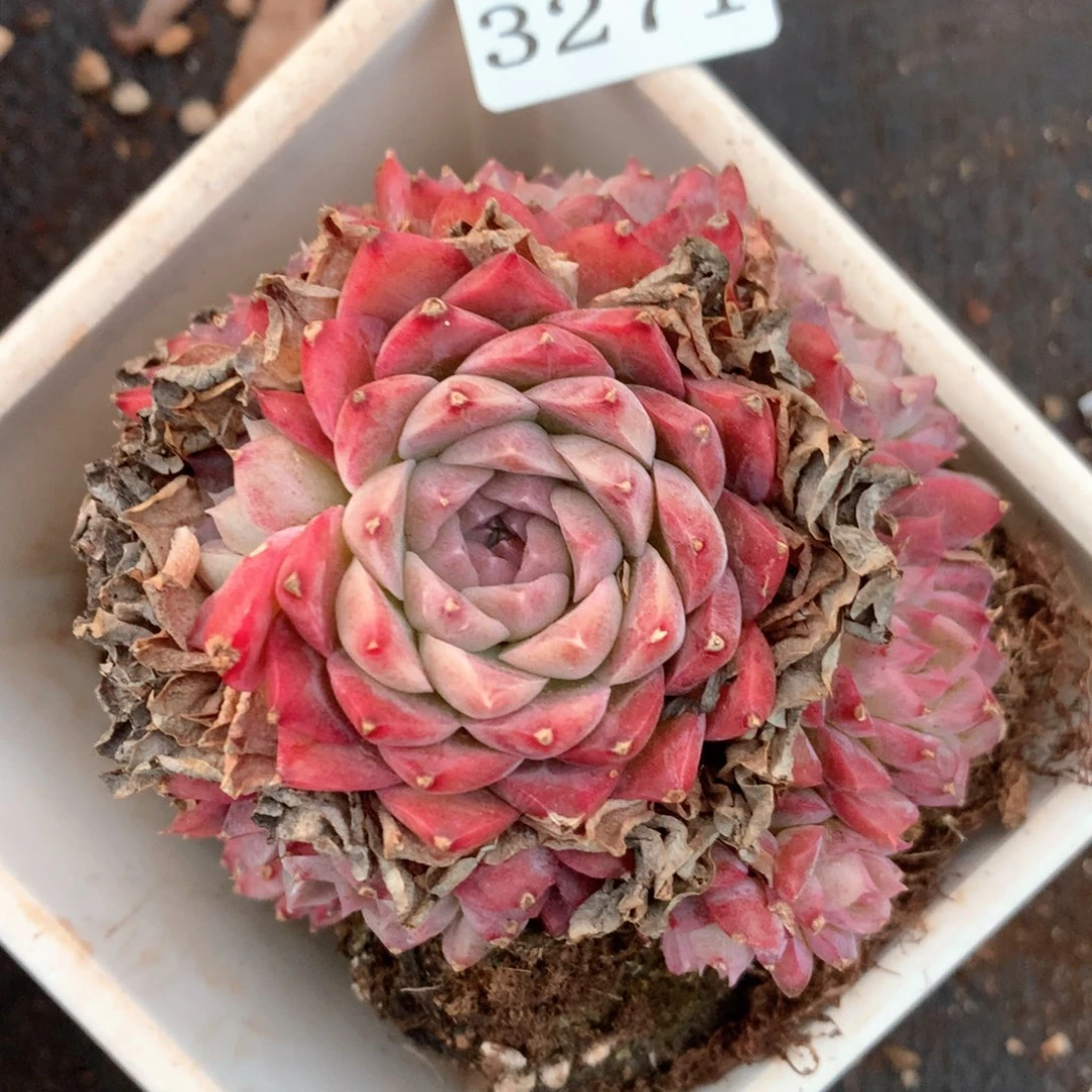 3271杂交多肉植物