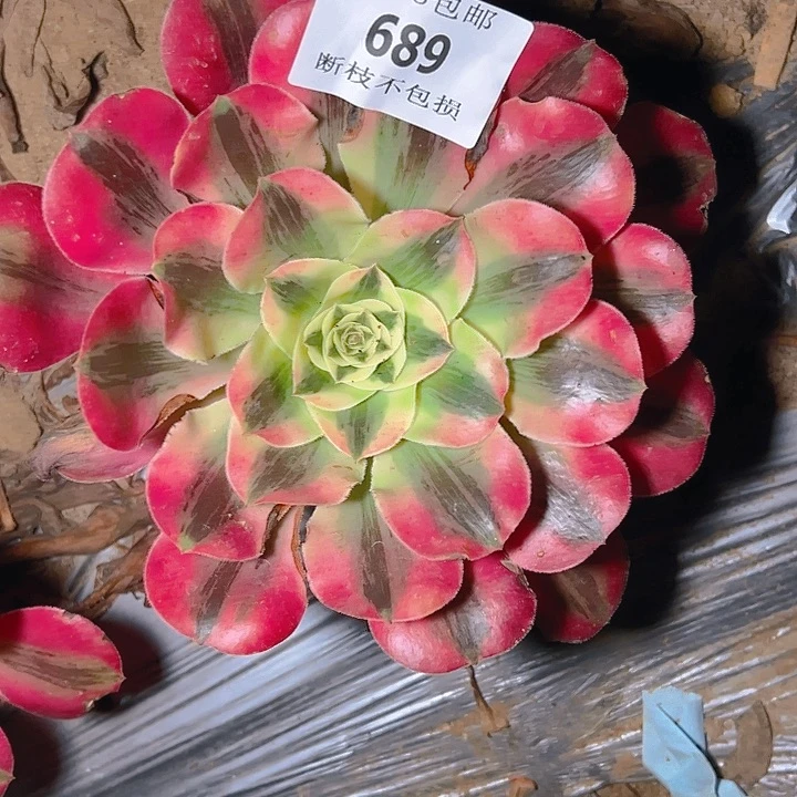 689爱丽丝多肉植物修过侧枝