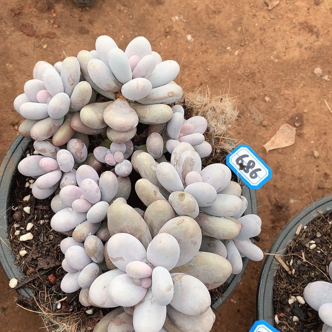 686鸡蛋美人一物一拍多肉