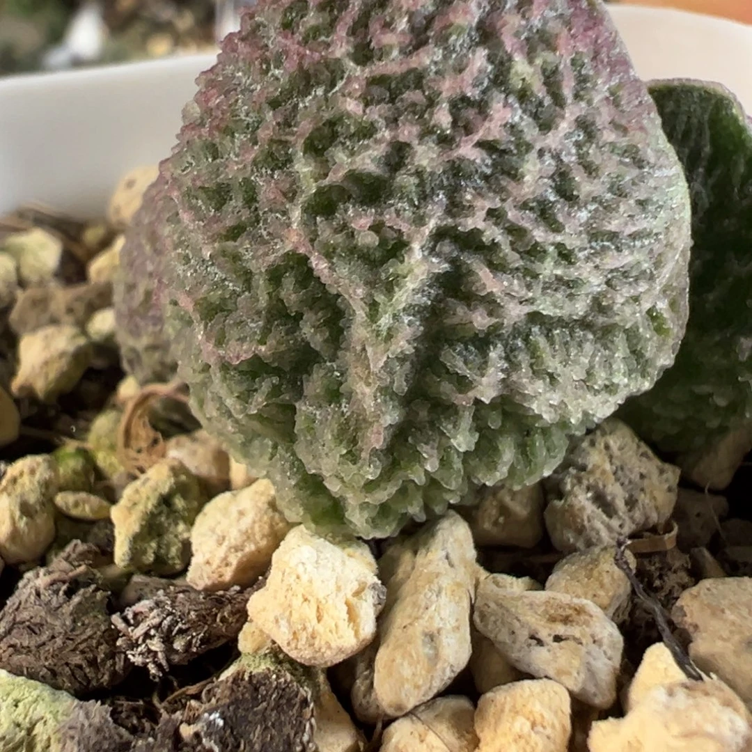 实生新品多肉植物水泡潜力股狂野类型
