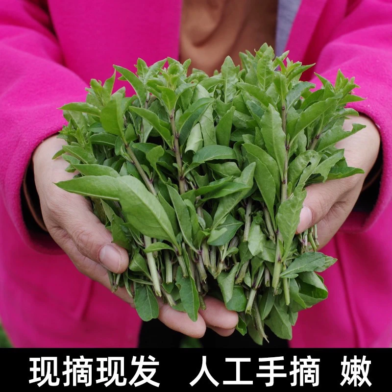 野生枸杞叶菜新鲜枸杞头嫩芽现发现摘养生蔬菜清火养目农家野菜