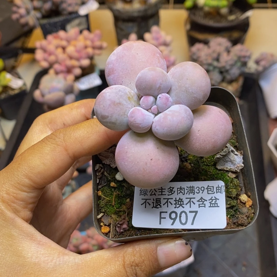 907芭比奶多肉5c m