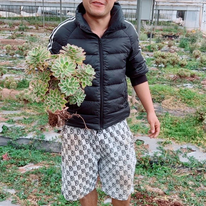 大叶绿玫瑰多肉法师