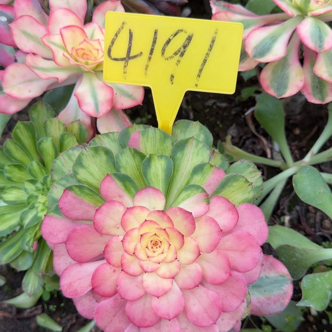 4191---多头多肉植物知否。知否