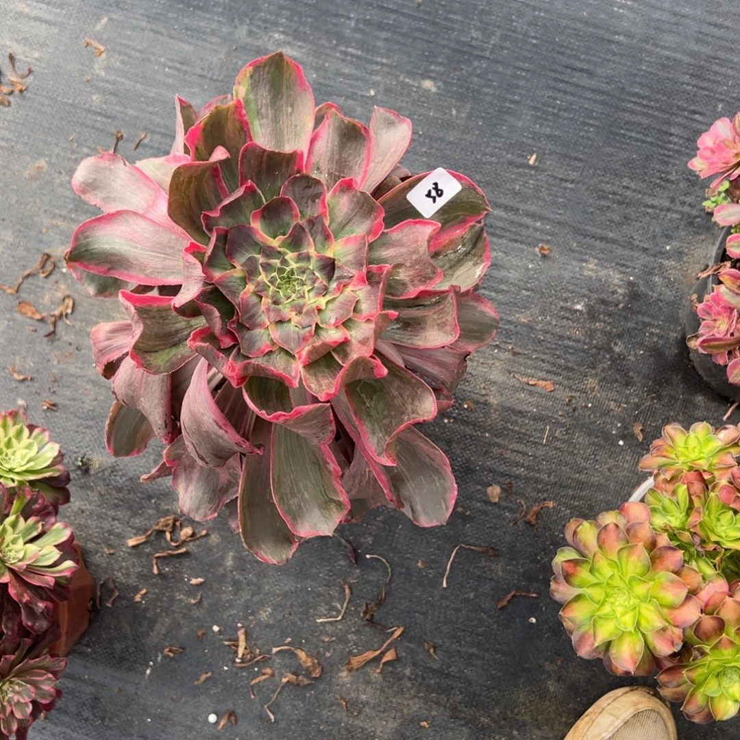 风***少58恶魔之眼多肉椅子