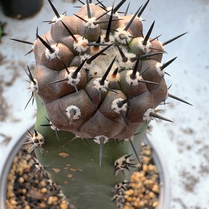 野**枪黑王仙人球仙人球