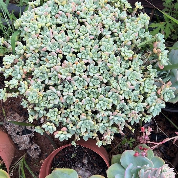 玉***友多肉植物实物直播实物339