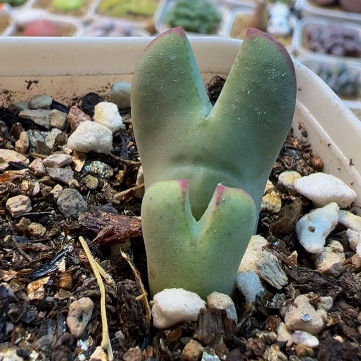 452多肉植物种类多样