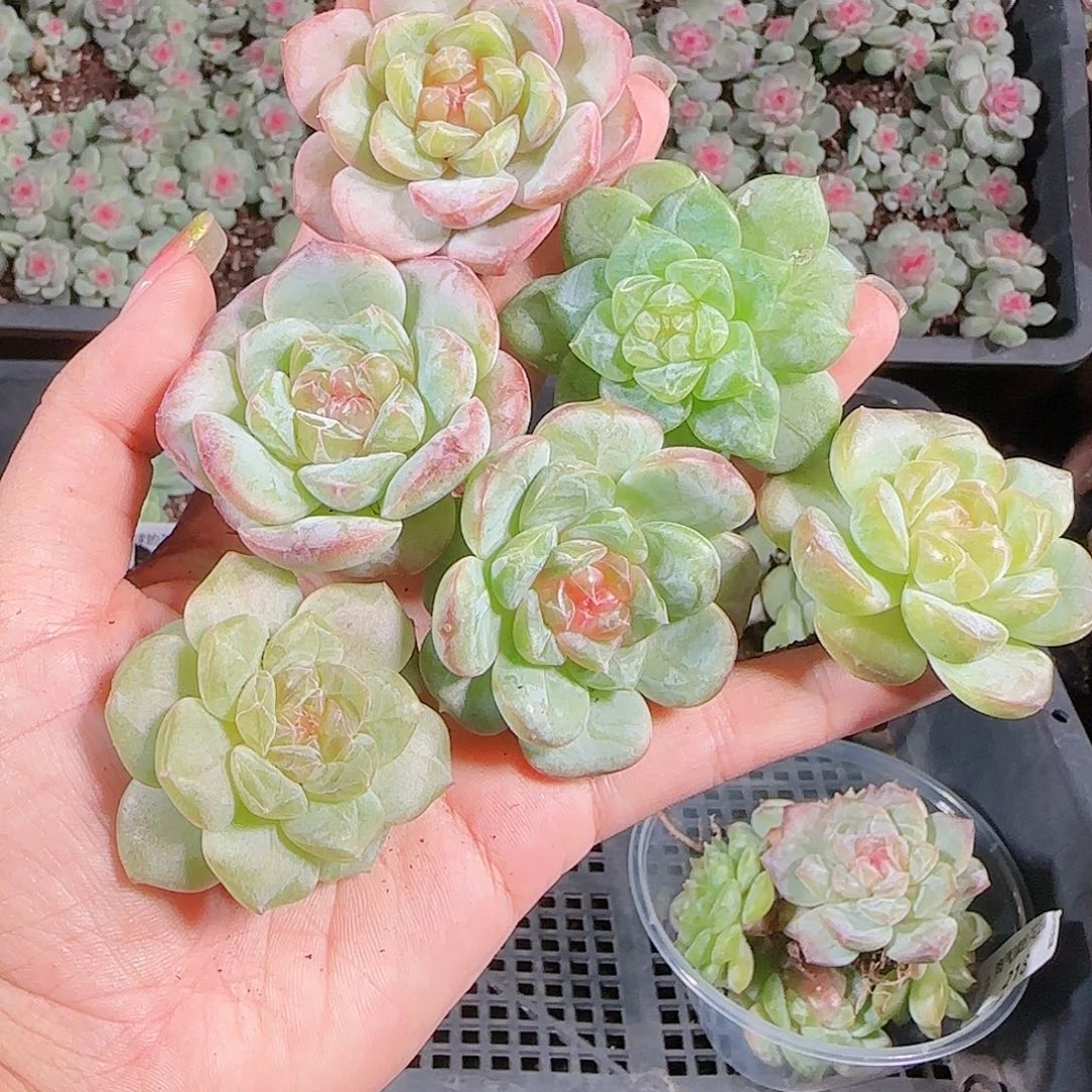0925---219糖心珍妮