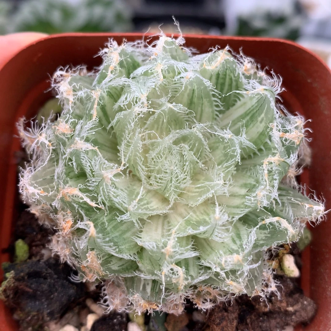 钢丝球锦，带盆土发货