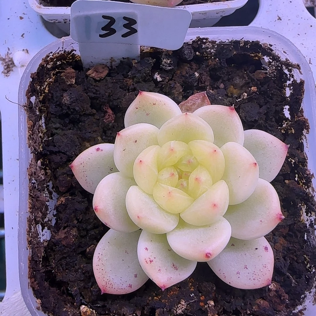 33开播福利甜心p100