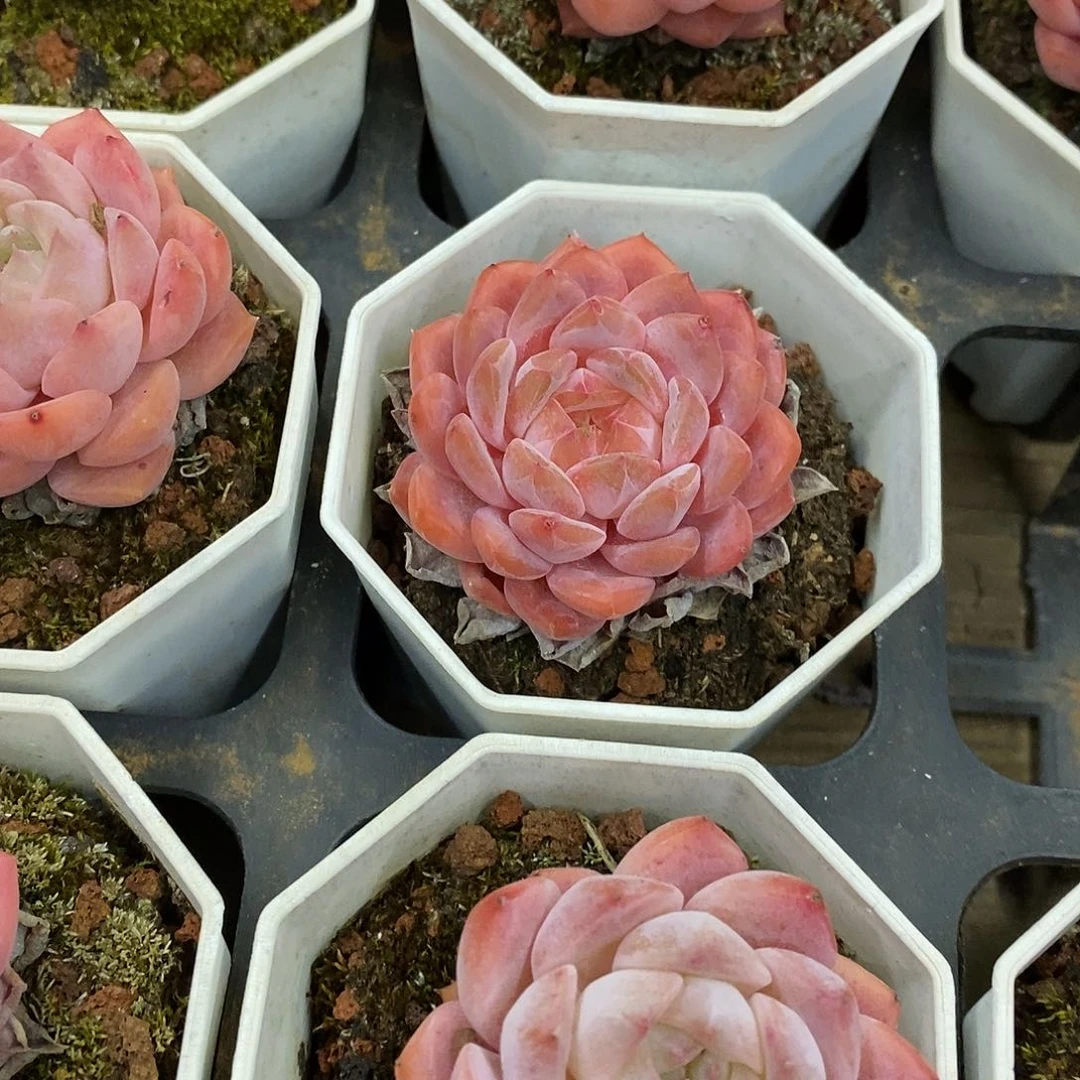 47。桃熏。福利多多