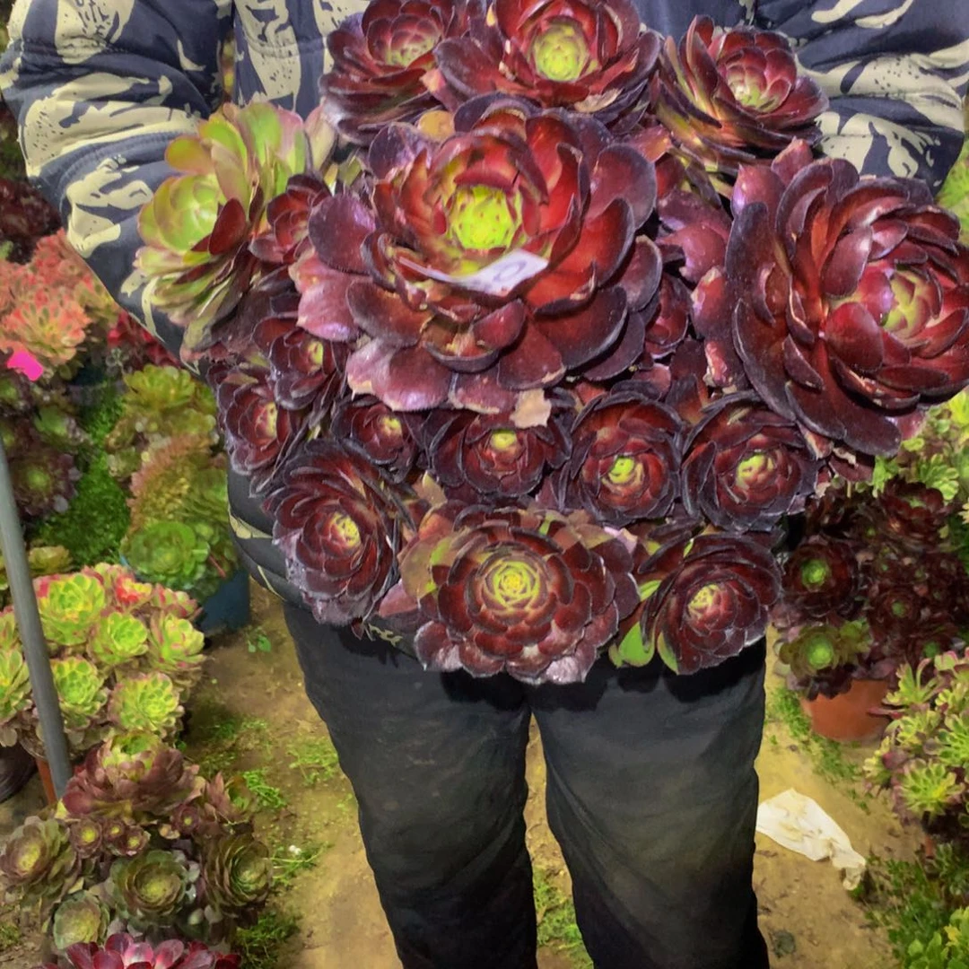 法师多肉植物683