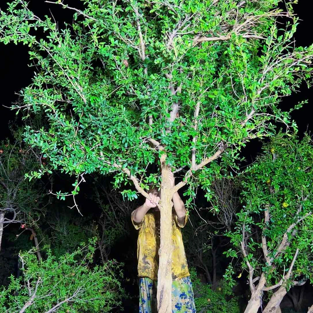 过***.突尼斯软籽石榴树