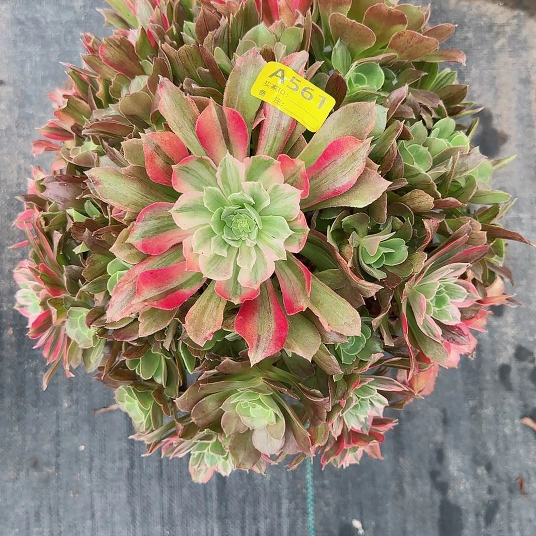 光辉法师多肉561