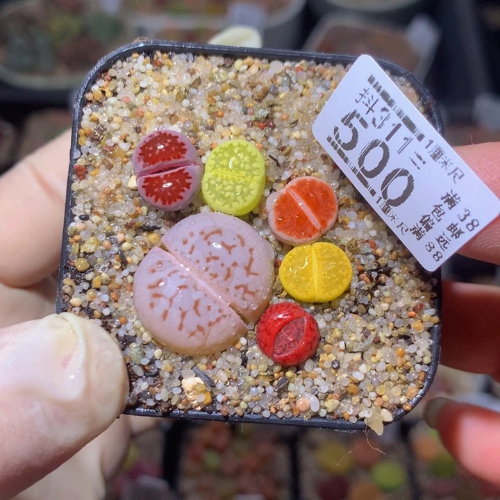精品生石花311.500
