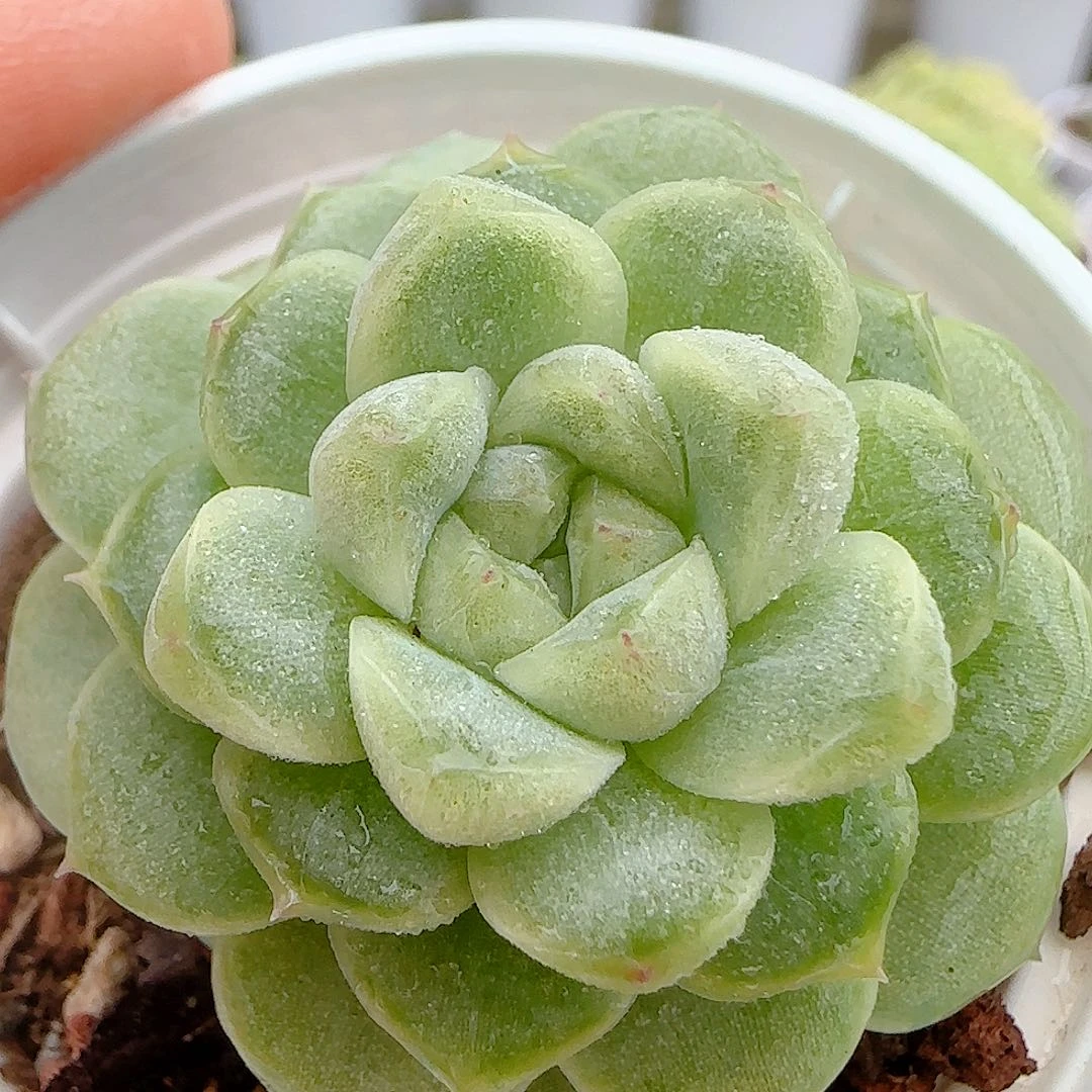 【闪购商品】1008-36秃子优选麦杆