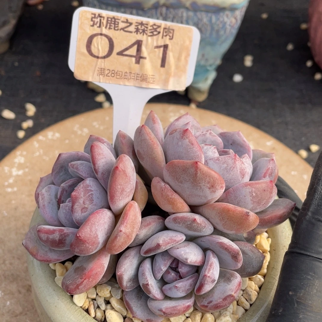 弥鹿之森多肉开播福利