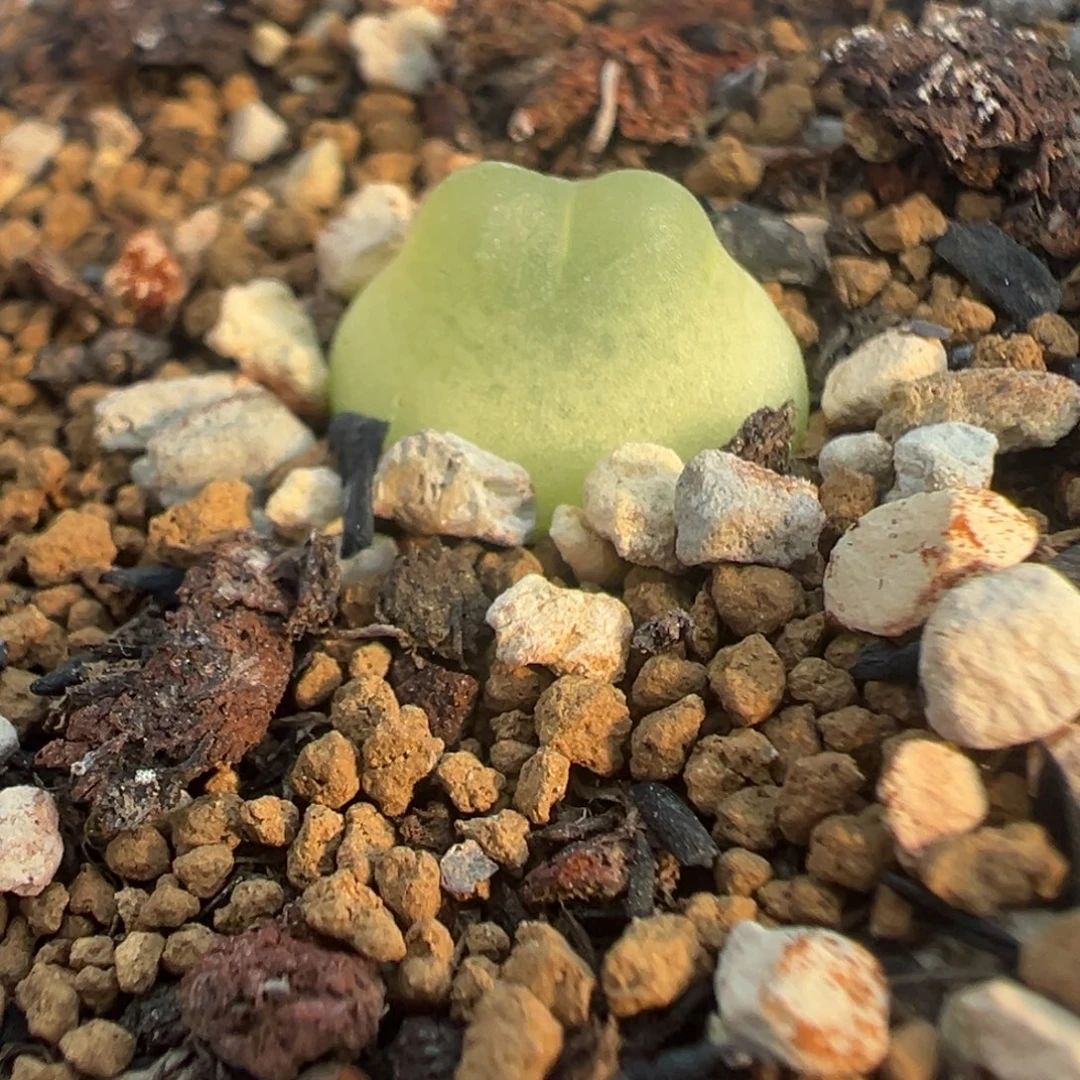 777拉登带盆土发货