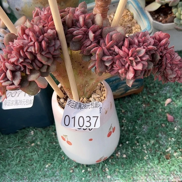 幸运的是我还幸运