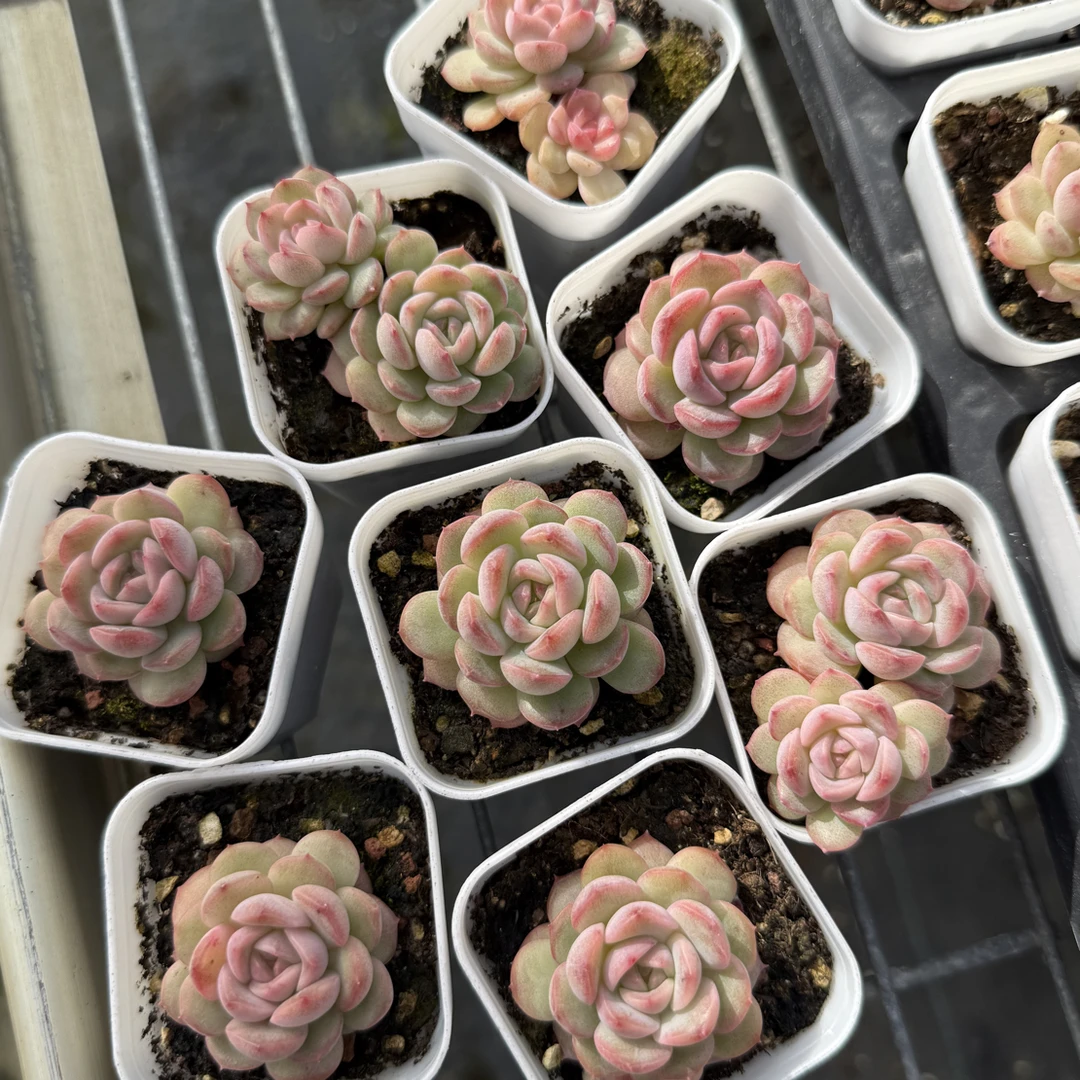 琴心 巫拉拉 盆口5.3厘米