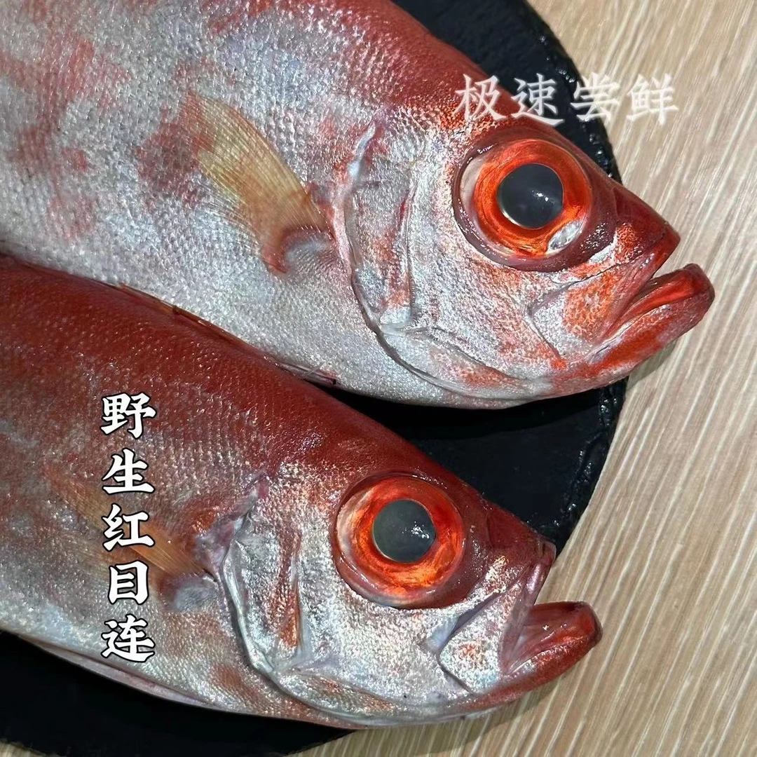 广东汕尾本港野生海鱼大眼鸡 红目鲢母