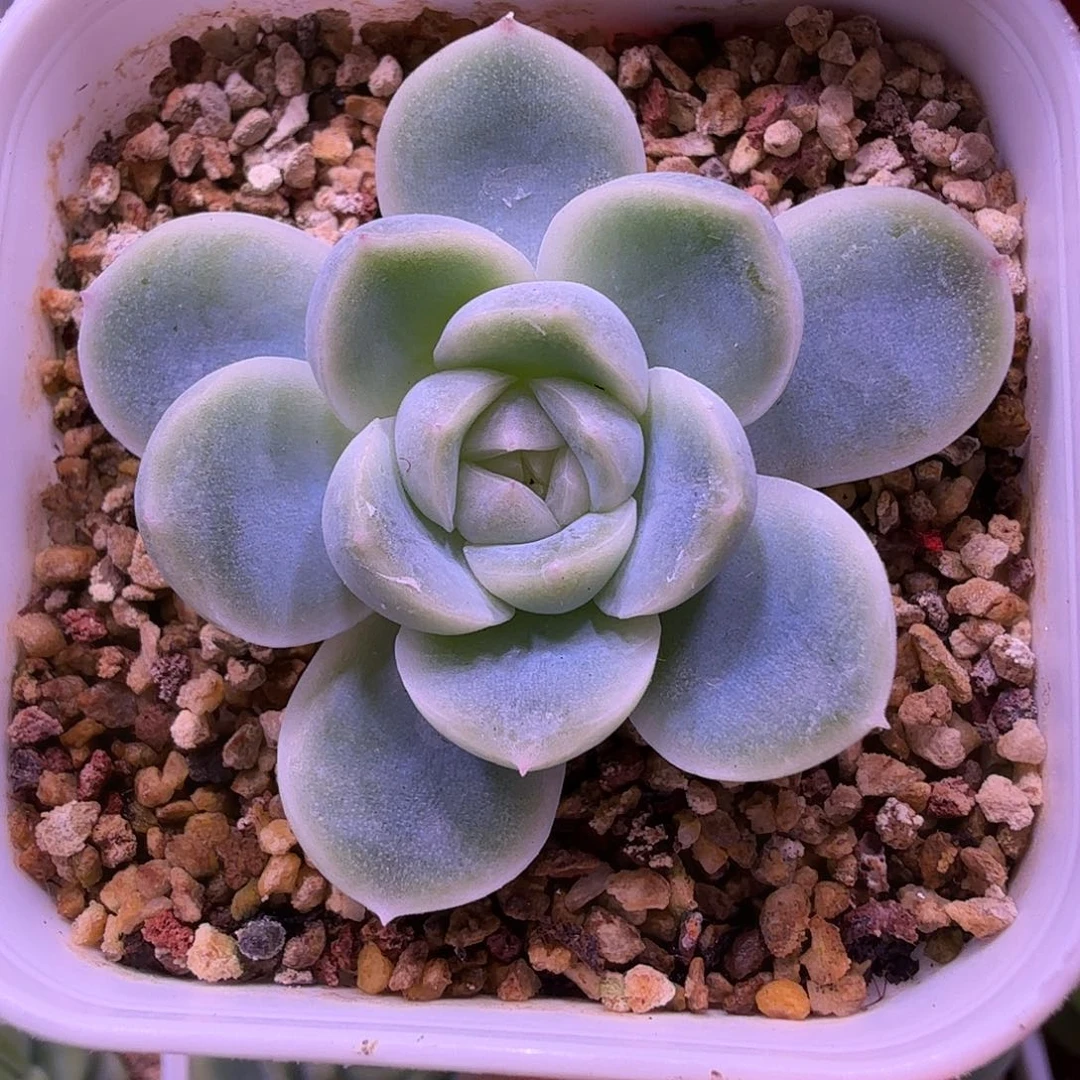 苍雪叶插苗一物一拍