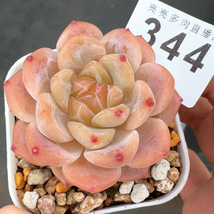 冰魄            多肉植物