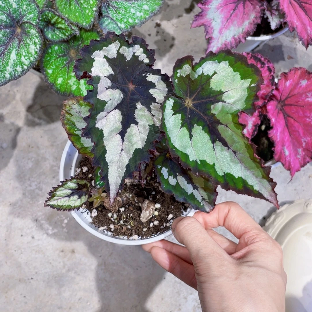 完全开放福利款杂菜