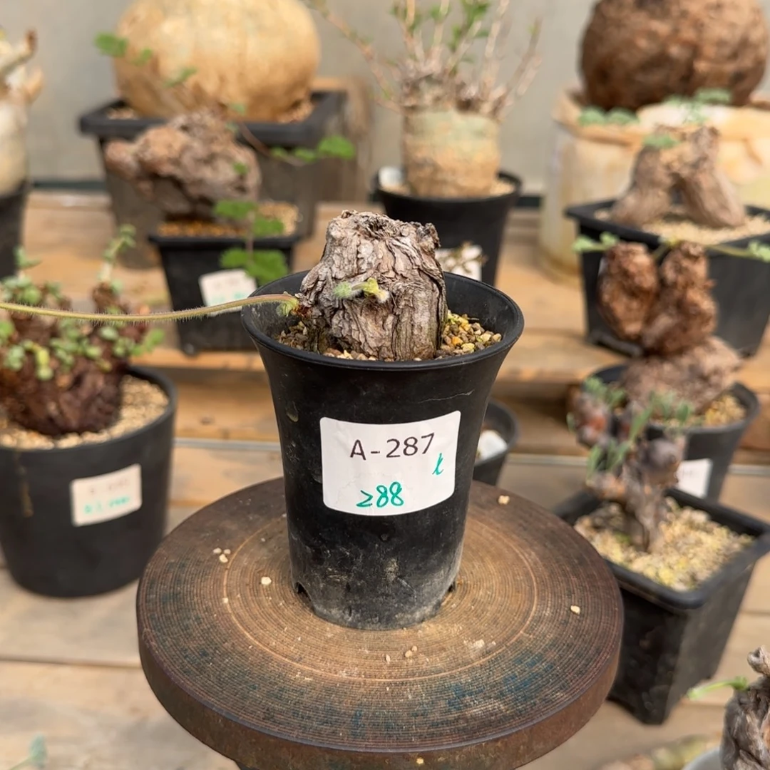 287枯木洋葵块根植物