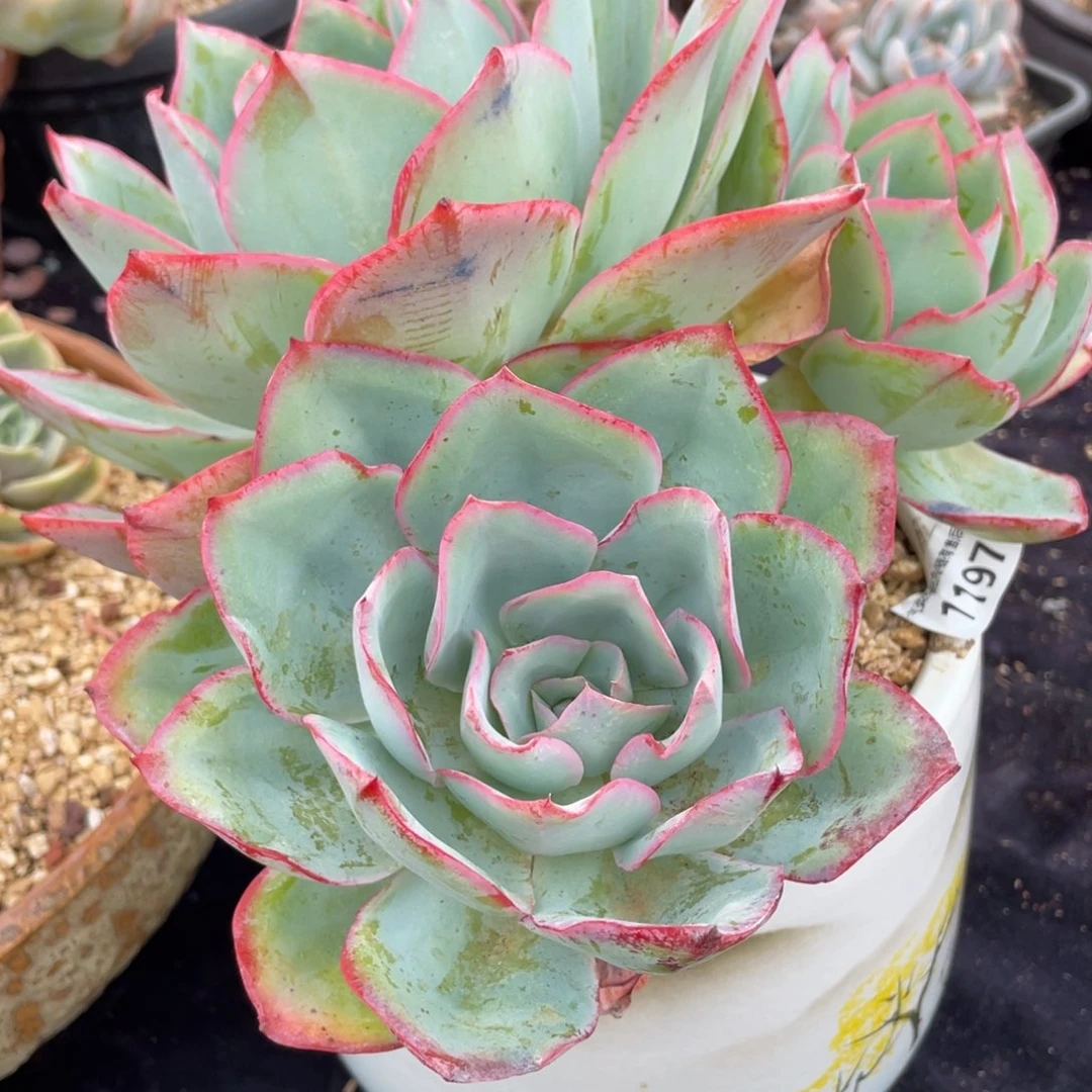 群*?1197蓝光群生多肉植物