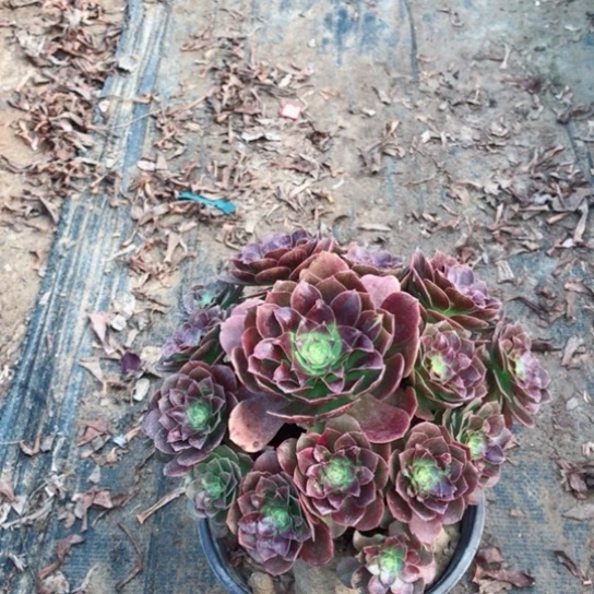 荟***贸赤焰莲法师多肉植物20