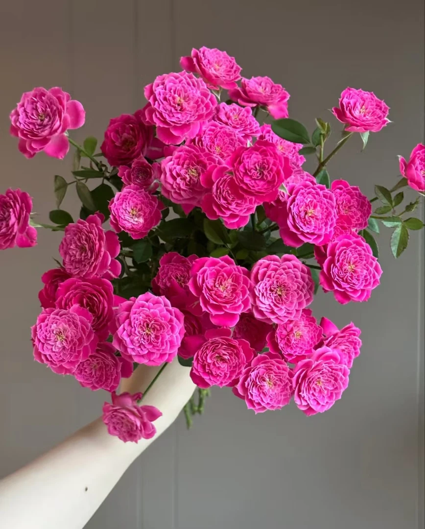 马里奥塔--多头玫瑰 颜色娇俏