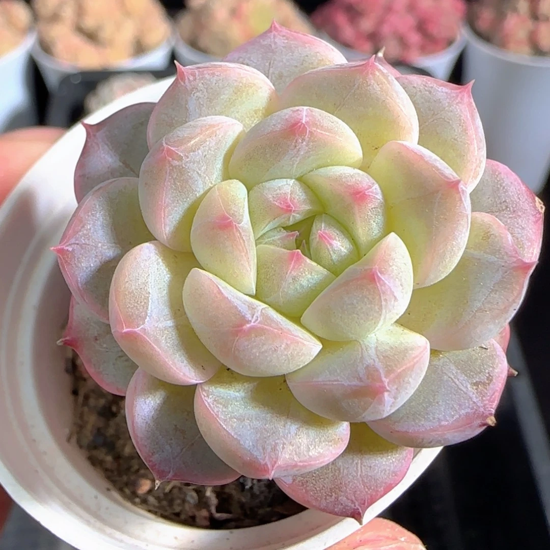 多肉1227-22糖心糖心