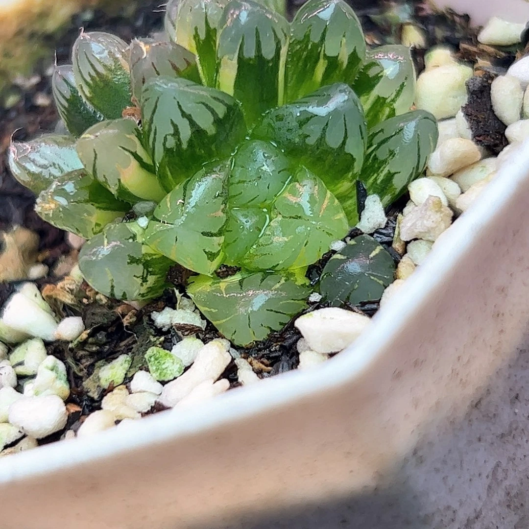 粉色佳人十二卷多肉植物