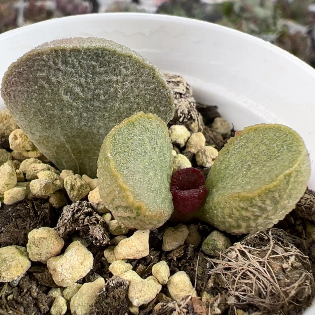 实生绿色系底叶苗纹路款多肉