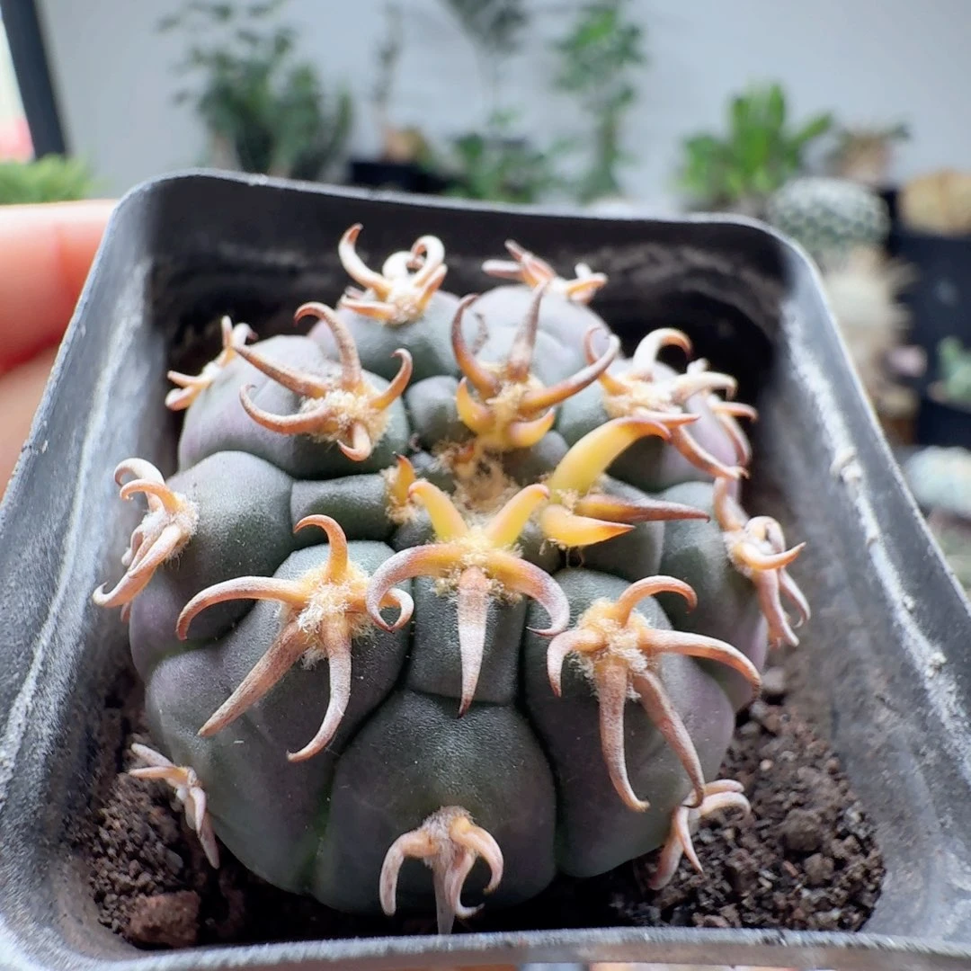 实生猫爪脱土发货