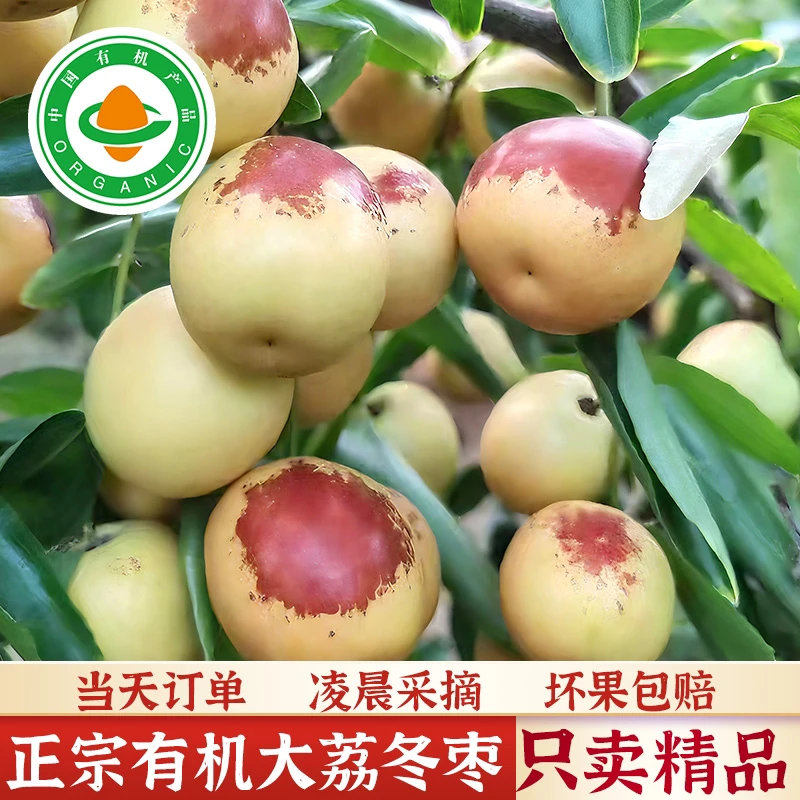 【有机认证】正宗陕西大荔冰糖冬枣3斤装 自然成熟新鲜京东顺丰