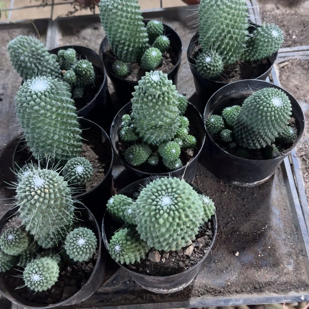 无刺白珠 随机一棵。