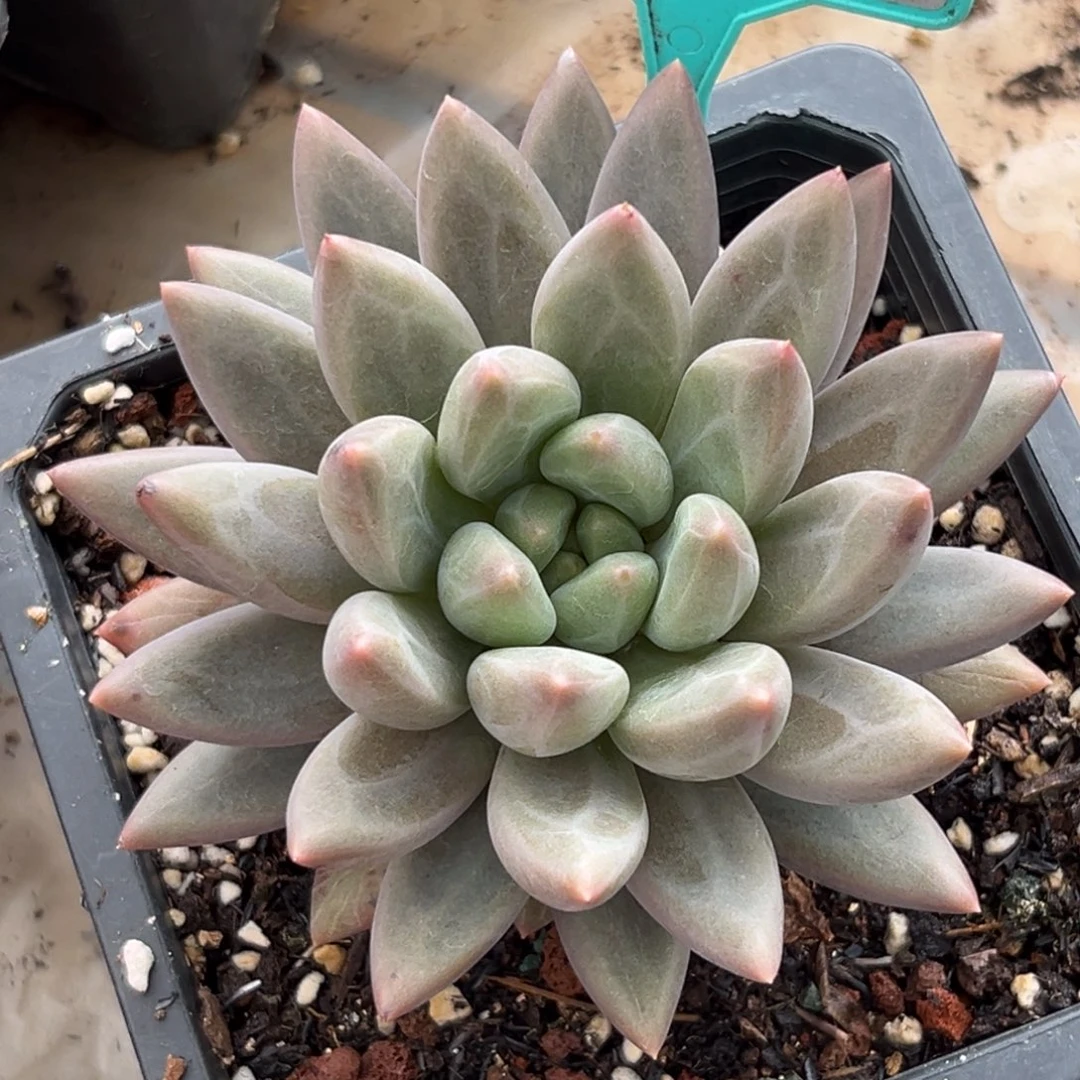 二代水晶球一物一拍394