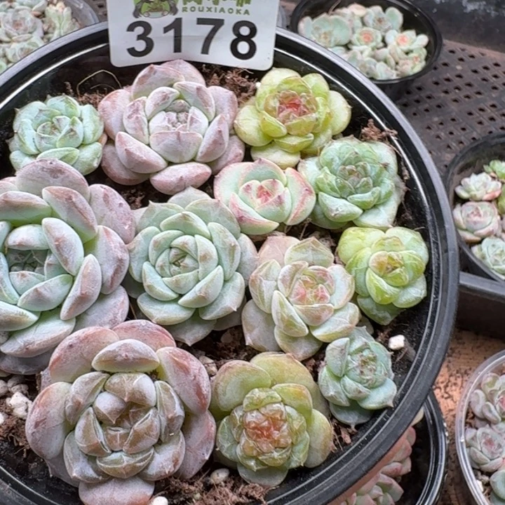 多肉植物多肉植物
